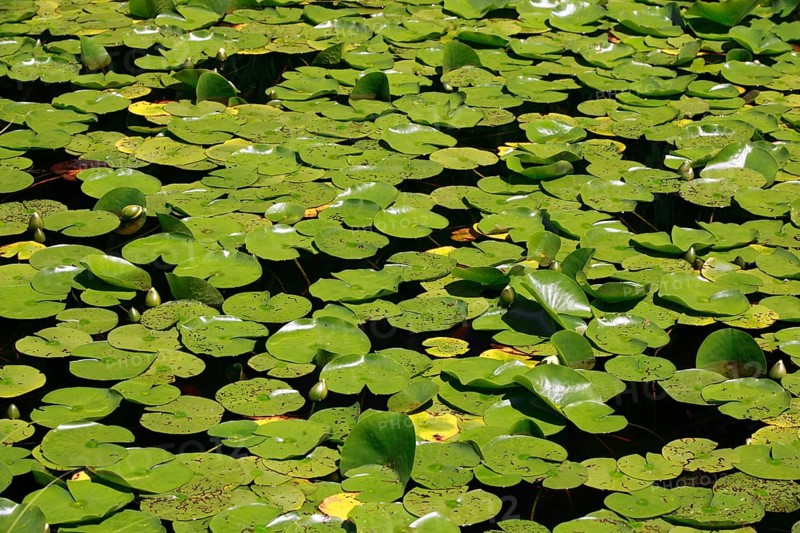 Water lily leaves ( Nymphea spec.) , Seleger Moor, Rifferswil, Switzerland, Europe