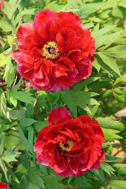 Peony (Paeonia foemina), peony rose, peony, peony family, Paeonaceae