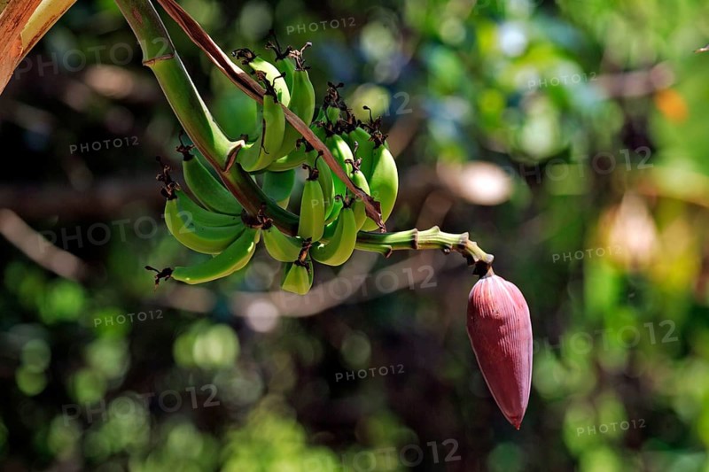 Banana tree, Nosy Komba (Musa sapientum), Madagascar, Africa