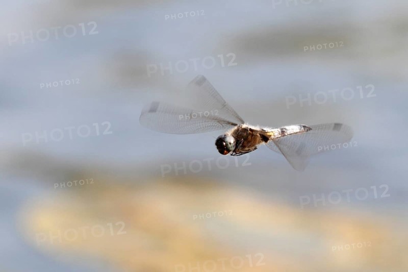 Lesser blue arrow (Orthetrum coerulescens), in flight, Peene Valley River Landscape Nature Park, Mecklenburg-Western Pomerania, Germany, Europe