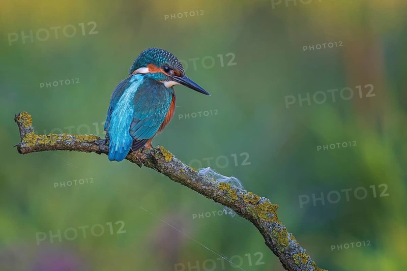 Common kingfisher (Alcedo atthis) Young bird, male, lying in wait, Middle Elbe Biosphere Reserve, UNESCO Biosphere Reserve Elbe River Landscape, Saxony-Anhalt, Germany, Europe