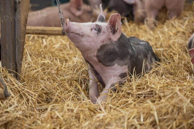 Piglets in species-appropriate husbandry, pigs in a fattening farm, Stuttgart, Baden-Württemberg, Germany, Europe