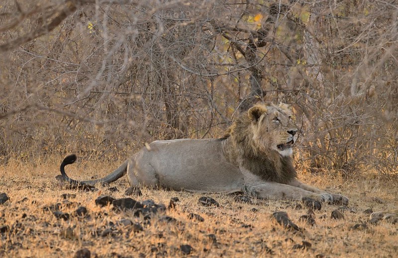 Asiatic Lion (Panthera leo persica), male, Gir Forest National Park, Gir Sanctuary, Gujarat, India, Asia