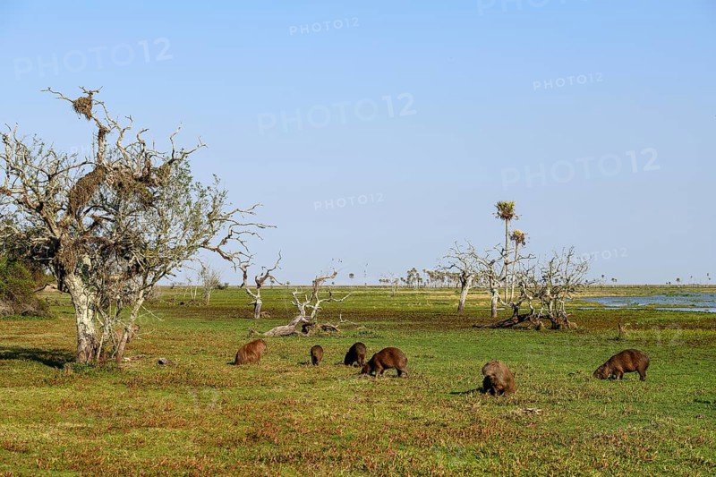 Capybaras (Hydrochoerus hydrochaeris), Estancia El Socorro, near Colonia Carlos Pellegrini, Esteros del Iberá, Province of Corrientes, Argentina, South America