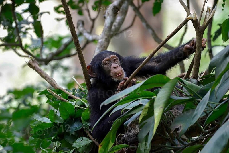 Western chimpanzee (Pan troglodytes verus) in its nest in the rainforest, young animal, wild, near Bossou, Nzérékoré Region, Guinea, Africa