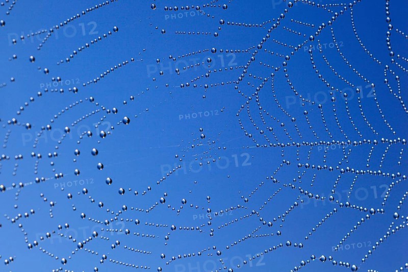 Dewdrops in spider web, Switzerland, Europe