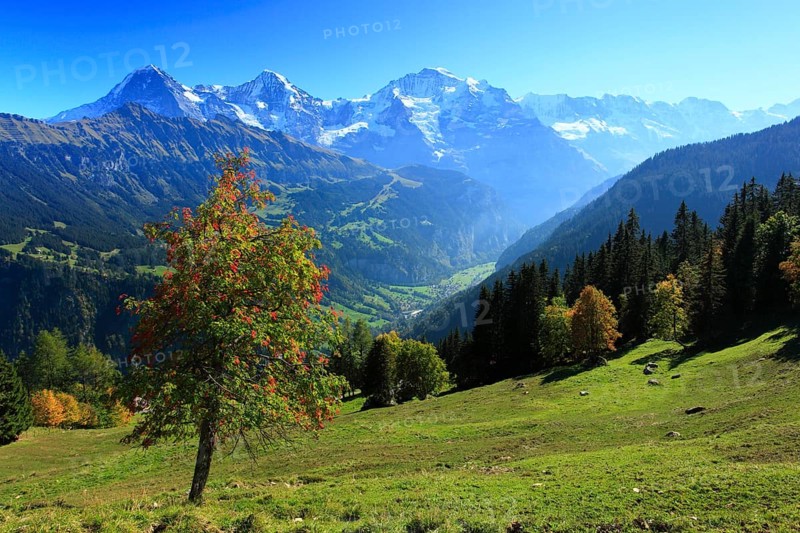Lauterbrunnen Valley, Eiger, 3970 m, Mönch, 4107 m, and Jungfrau, 4158 m, view from Sulwald, Bernese Oberland, Switzerland, Europe
