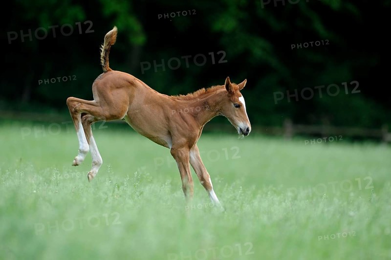 English thoroughbred, foal, lateral, kick out, kick out