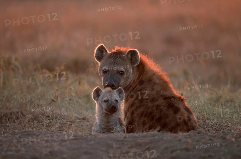 Spotted Hyena (Crocuta crocuta) with young at den, Hyena, Massai Mara Game Reserve, Kenya, spotted hyena with young at den, Massai Mara Game Reserve, Kenya, Africa