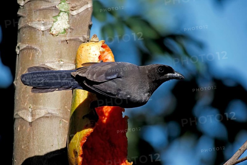 Purple Jay, purplish jay (Cyanocorax cyanomelas), Brazil, South America