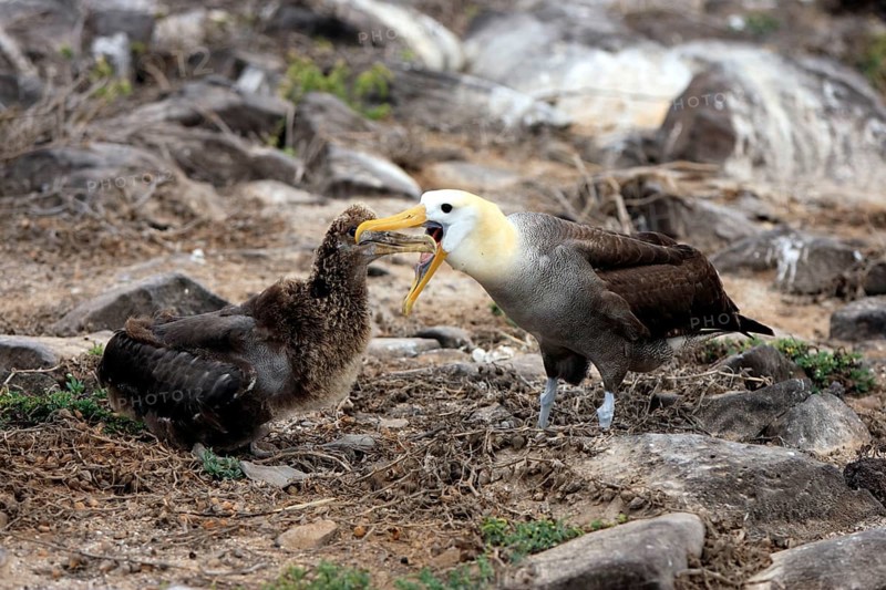 Galapagos albatross and juvenile, Galapagos Islands, Ecuador (Diomedea irrorata)