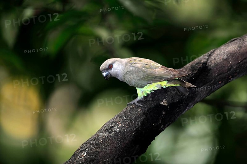 Red-bellied parrot (Poicephalus rufiventris), female