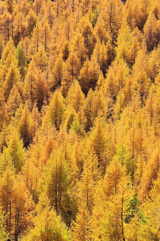 Larch forest , European larch, Switzerland, Europe
