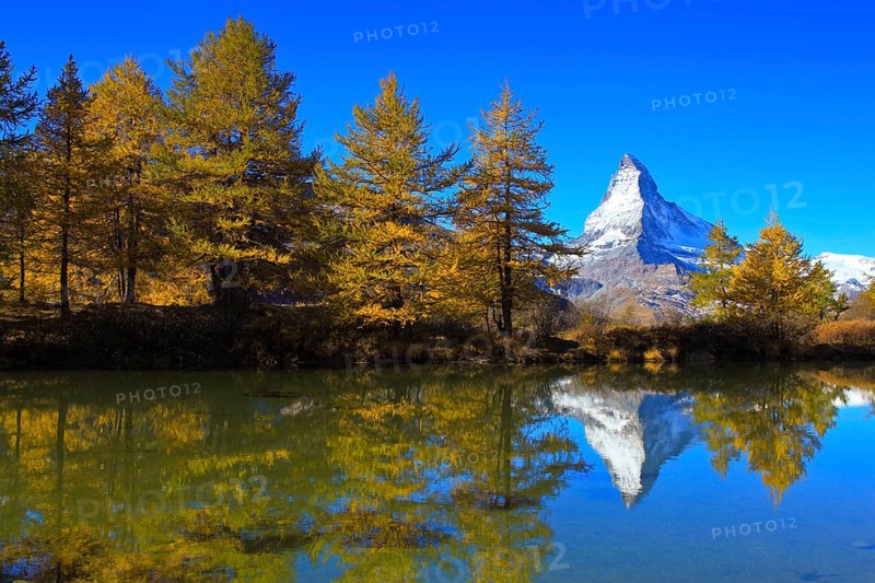Larch forest, Larch ( Larix europaea) , Matterhorn, Valais, Switzerland, Europe