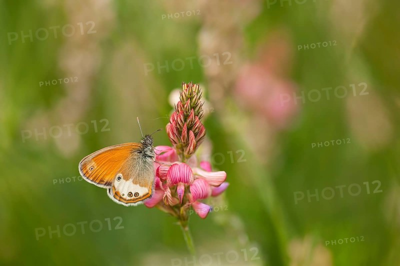 White-winged Meadowbird (Coenonympha arcania) (Onobrychis viciifolia) Esparsette, Hesse, Germany, Europe