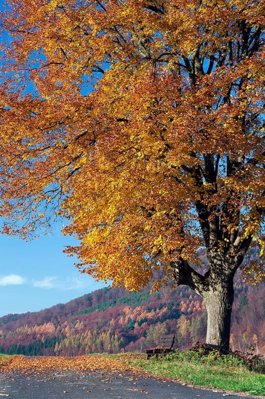 Linden (Tilia vulgaris) (Tilia europaea), autumn foliage, Hesse, Germany, Europe