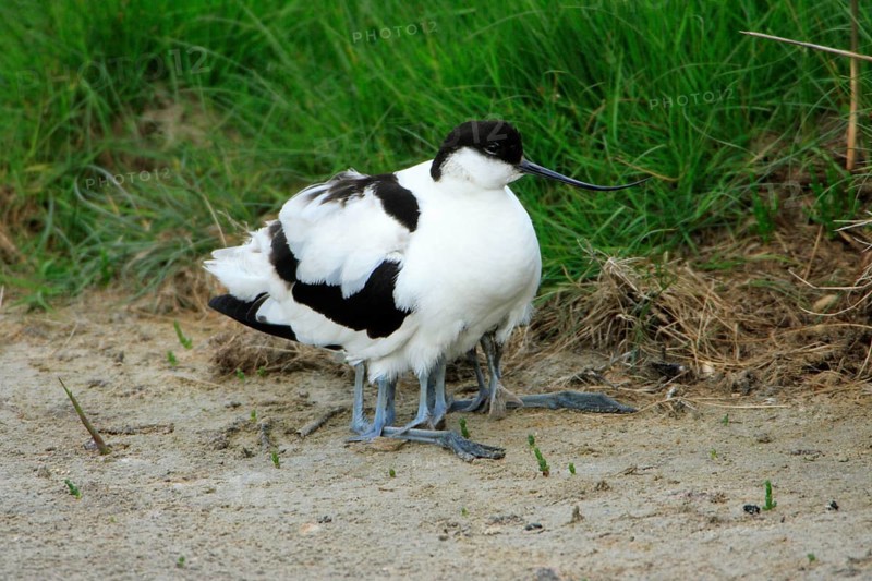 Avocet hawks chicks, Black capped avocet (Recurvirostra avosetta), avocet, hawks, Netherlands
