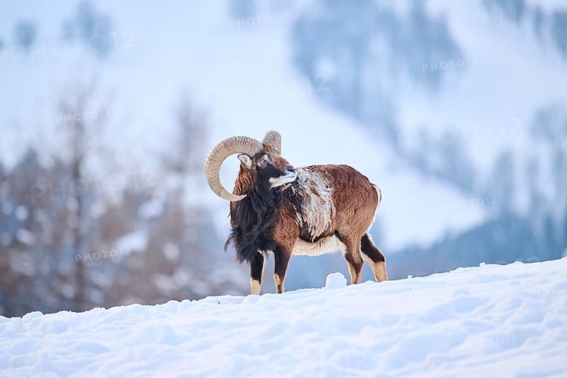 European mouflon (Ovis aries musimon) ram on a snowy meadow in the mountains in tirol, Kitzbühel, Wildpark Aurach, Austria, Europe