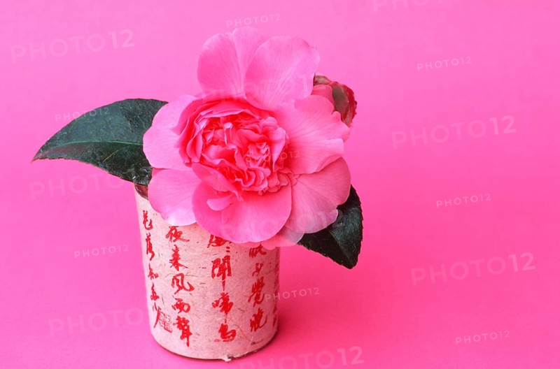 Camellia ' (Camellia japonica) Debbie' in vase