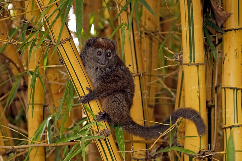 Gray Bamboo Lemur, Grey Gentle, Madagascar, Gray eastern lesser bamboo lemur (Hapalemur griseus), Madagascar, Africa