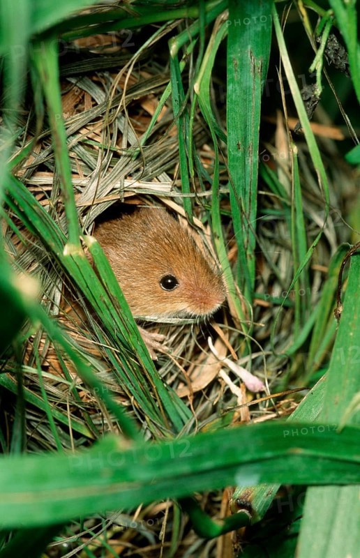 Old World eurasian harvest mouse (Micromys minutus)