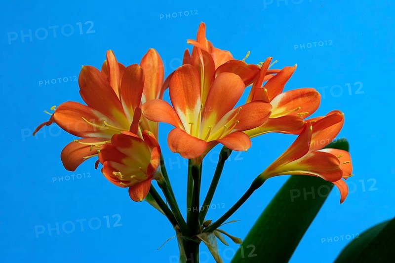 Clivia, natal lily (Clivia miniata)