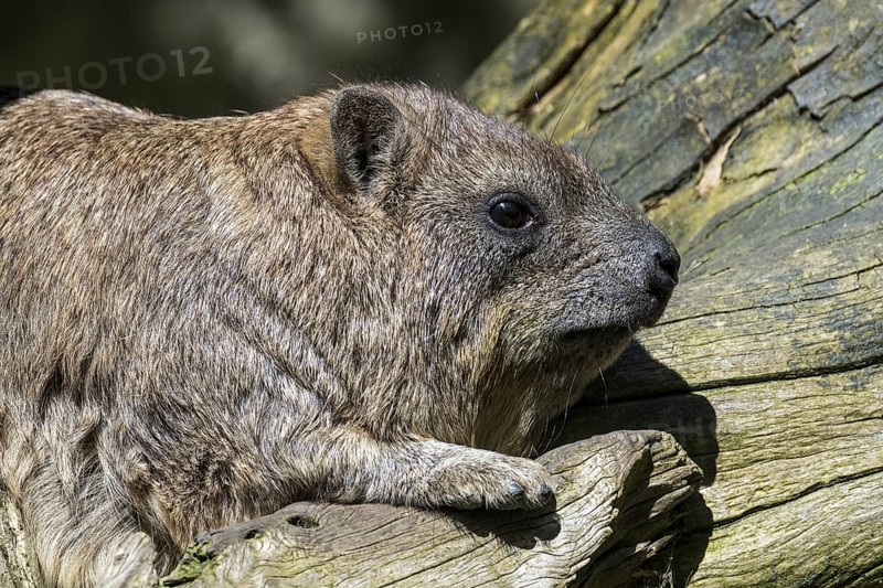 Rock hyrax (Procavia capensis), Cape hyrax, dassie sunning on tree trunk, native to Africa and the Middle East
