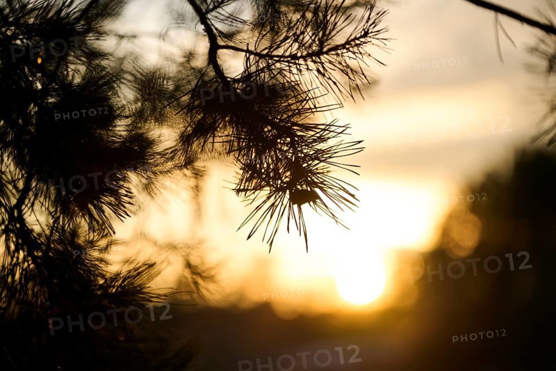 Scots pine (Pinus sylvestris) needles, branch, sunset, detail, Upper Palatinate, Bavaria, Germany, Europe