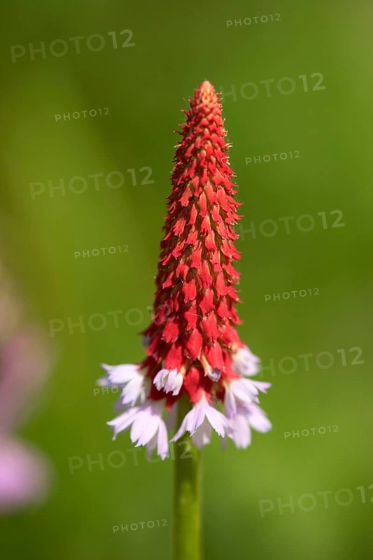 Orchid primrose (Primula vialii)