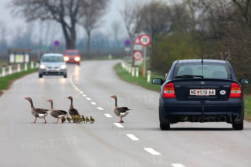 Family of greylag geese (Anser anser), pair with their freshly hatched goslings crossing a busy road, Austria, Europe