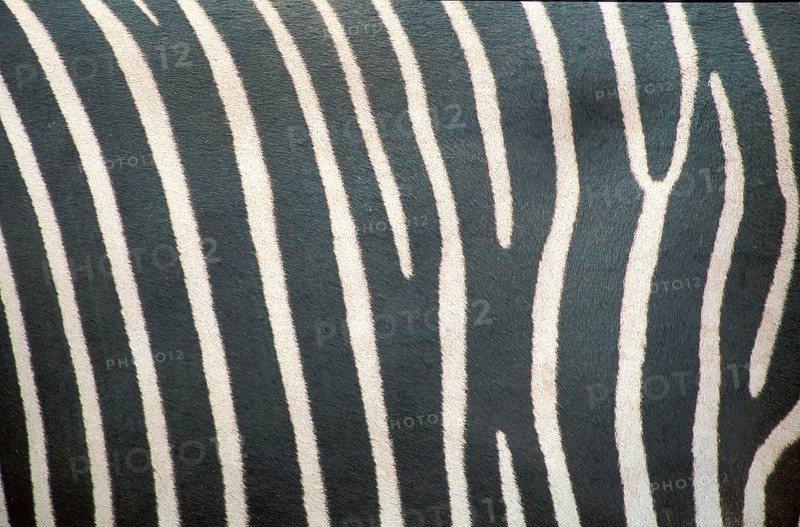 Grevy's Zebra (Equus grevyi), coat detail, Samburu national park, Kenya, Africa