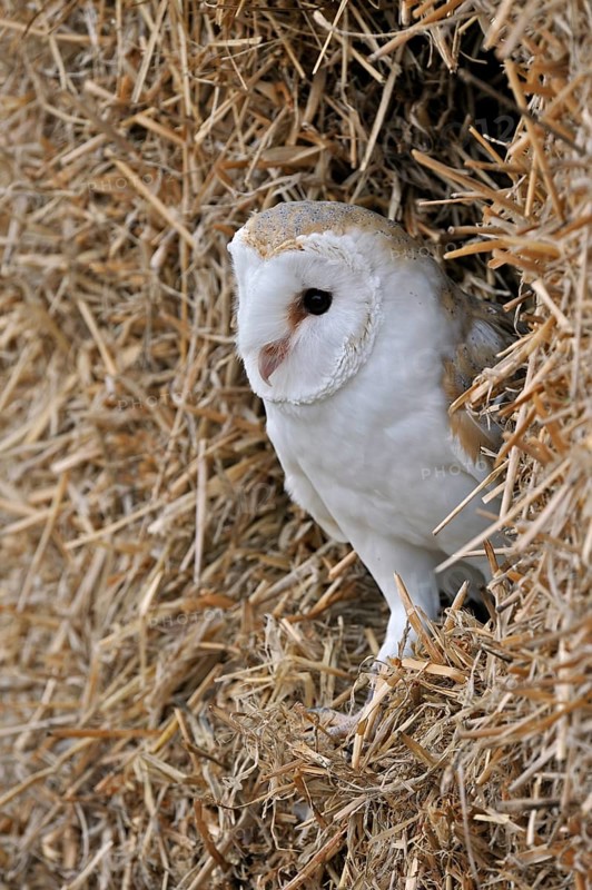 Barn owl, common barn owls (Tyto alba), Owls, Animals, Birds, Barn owl in haystack, straw bale in barn, England, UK