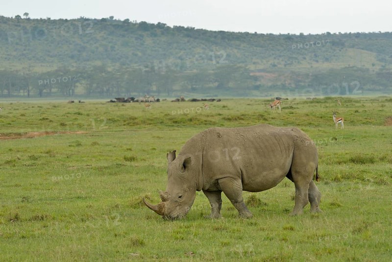 White Rhinoceros or Square-lipped Rhinoceros (Ceratotherium simum), Lake Nakuru National Park, near Nakuru, Rift Valley Province, Kenya, Africa