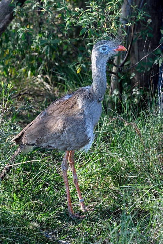 Red-legged seriema (Cariama cristata) in the breeding station of the Conservation Land Trust at the Estancia El Socorro, near Colonia Carlos Pellegrini, Esteros del Iberá, Province of Corrientes, Argentina, South America