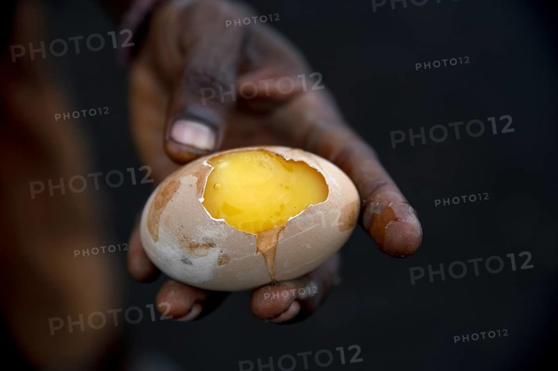 Egg of Melanesian Scrubfowl (Megapodius eremita), delicacy, Mount Tavurvur, Rabaul, East New Britain, Bismarck Archipelago, Papua New Guinea, Oceania