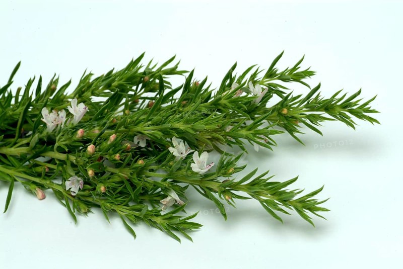 Summer savory (Satureja hortensis), also garden savory, true savory, pepperwort, family of the labiates, used since ancient times as a medicinal plant and spice plant