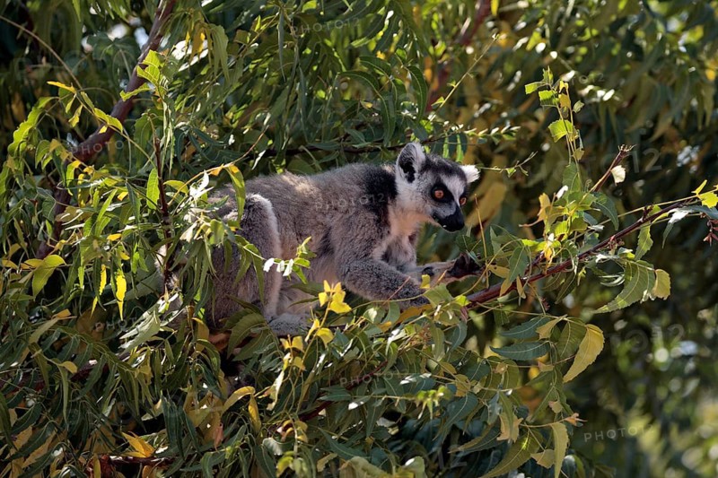 Ring-tailed Lemur (Lemur catta), Berenty Private Reserve, Madagascar, ring-tailed lemur, Berenty Reserve, Madagascar, Africa