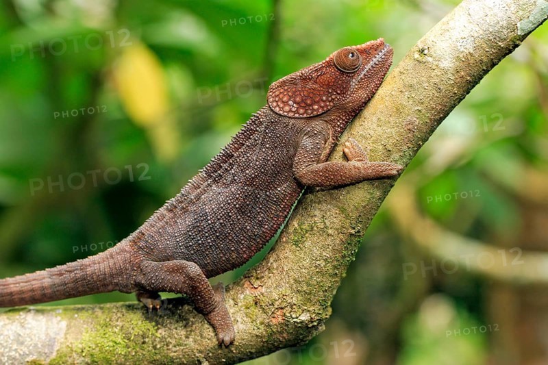 Short-horned Chameleon (Calumma brevicornis), male, Madagascar, Africa
