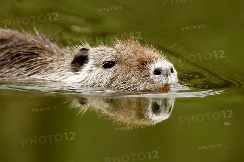 Nutria (Myocastor coypus)