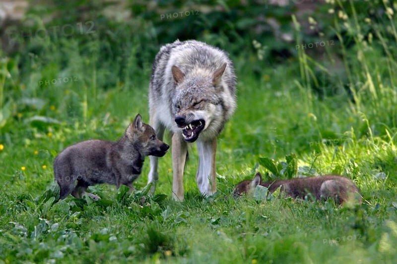 Wolf with cubs (Canis lupus), calming signals, cub