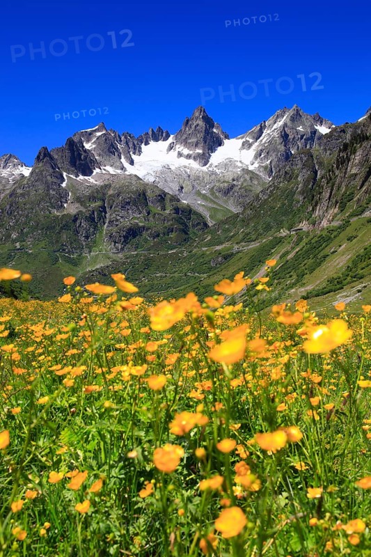 Tall buttercup ( Ranunculus acris) , Fünffingerstöck, 2994 m, Uri, Switzerland, Europe