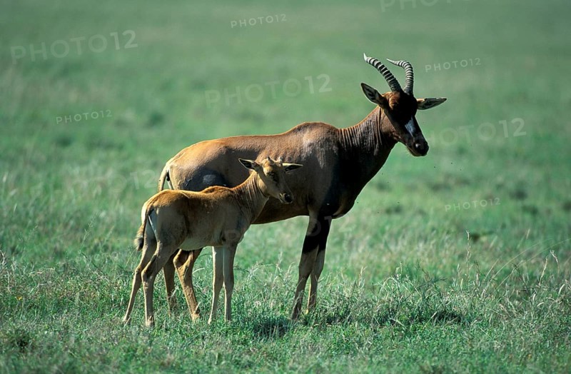 Topi, female with young, Serengeti National Park (Damaliscus lunatus korrigum), Tanzania, Africa