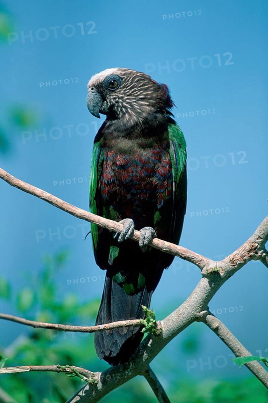 Hawk-headed Parrot (Deroptyus accipitrinus)