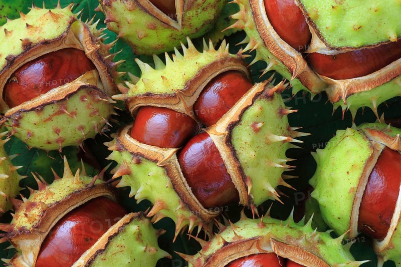Horse chestnuts ( Aesculus hippocastanum) , Switzerland, Europe
