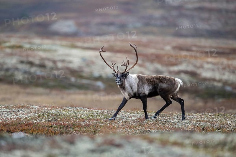Wild mountain reindeer (Rangifer tarandus tarandus), bull in autumn tundra, Forollhogna National Park, Norway, Europe
