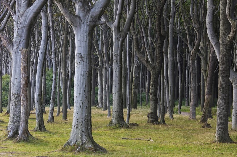 Beech trees, shaped by strong sea winds, at Ghost Wood, Gespensterwald along the Baltic Sea beach at Nienhagen, Mecklenburg-Vorpommern, Germany, Europe