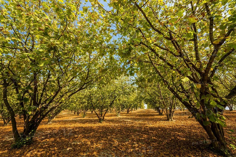 Hazelnut bushes in a hazelnut plantation near Varengo, Gabiano, Province of Alessandria, Monferrato, Piedmont, Italy, Europe