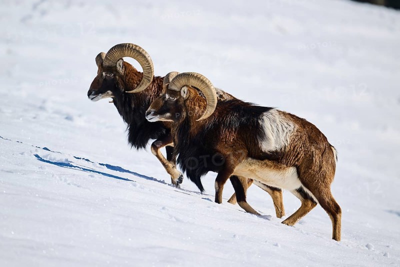 European mouflon (Ovis aries musimon) rams on a snowy meadow in the mountains in tirol, Kitzbühel, Wildpark Aurach, Austria, Europe