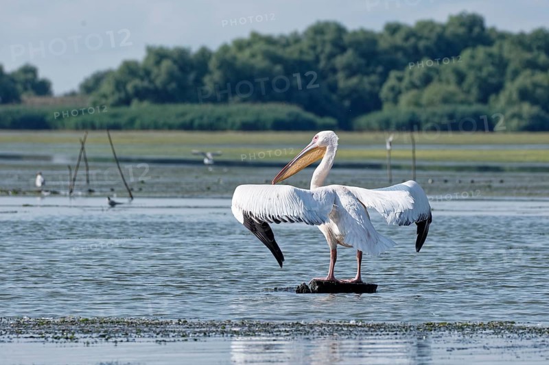 Pelican on the water of Lacul Isaccel, a lake in the Danube Delta. UNESCO Danube Delta Biosphere Reserve. Munghiol, Tulcea, Romania, Southeast Europe, Europe