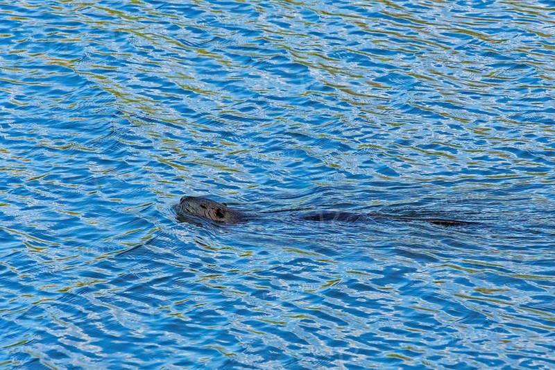 Swimming beaver, Alte Jeetzel, Hitzacker, Elbtalaue, Lower Saxony, Germany, Europe